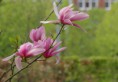 /album/kattas-blandade/stora-rosa-blommor-p%c3%a5-trad-jpg/